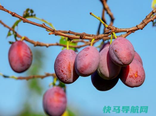 西梅软了是不是？西梅紫色和的区别