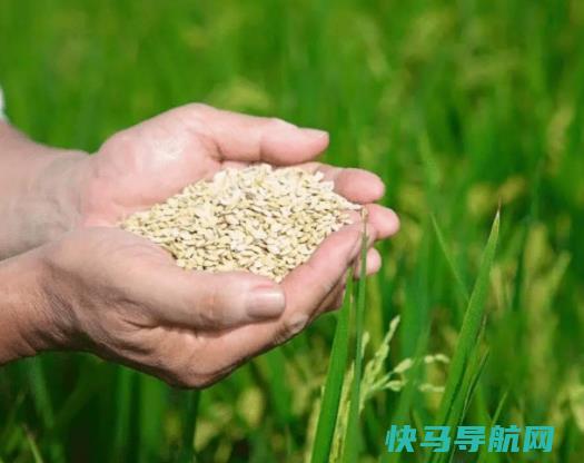 2023年粮食补贴分几次发放？粮食补贴到账怎么查询