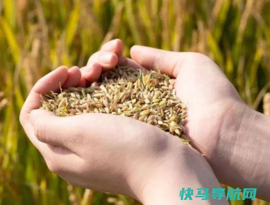 2023年粮食补贴分几次发放？粮食补贴到账怎么查询